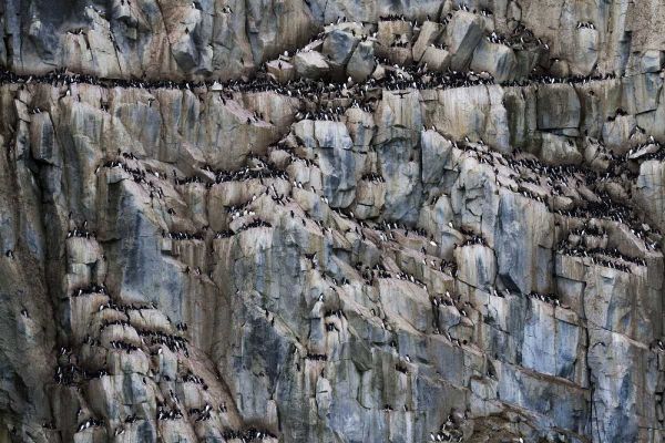 Norway, Svalbard Alkefjellet cliff bird colony